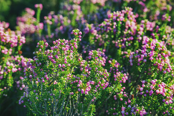 Blooming heather flowers