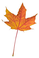 red and yellow leaf of maple tree isolated on white