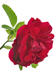 large fine bright red rose isolated bloom