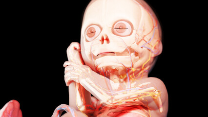 3d rendered illustration of a human fetus - week 29