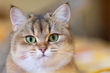 Obraz premium Green - eyed British Shorthair Golden Chinchilla NY25 with copyspace