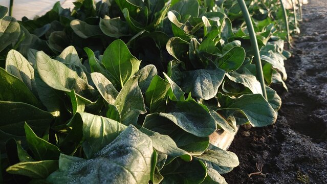 ほうれん草、冬、マルチ栽培、朝、霜当たり