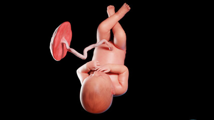 3d rendered illustration of a human fetus - week 36