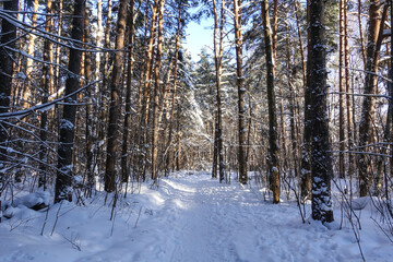 Winter forest. The path passes through the forest covered with snow. Russia