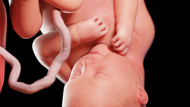3d rendered illustration of a human fetus - week 37