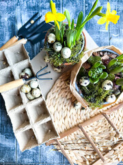 The Easter decorations. Narcissus and hyacinth on wooden background. Easter eggs symbol. wicker  stand. Space for text.