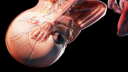 3d rendered illustration of a human fetus - week 42