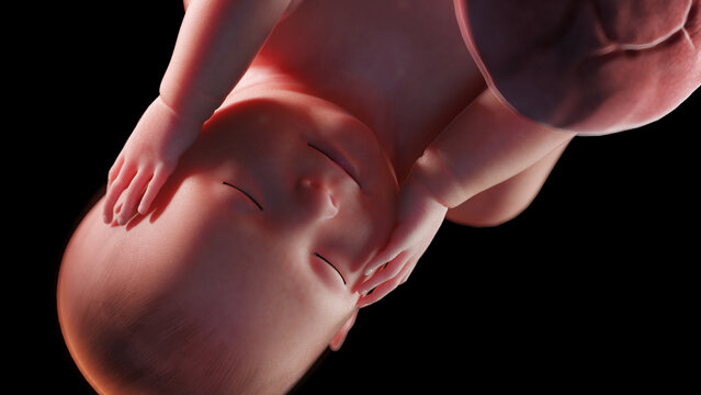 3d rendered illustration of a human fetus - week 42