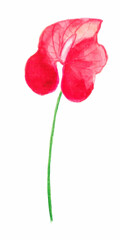 Red flower isolated on white