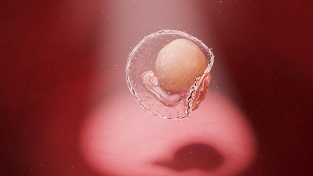 3d rendered illustration of a human embryo - week 4
