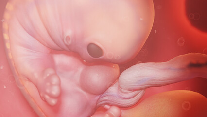 3d rendered illustration of a human embryo - week 7 - obrazy, fototapety, plakaty