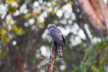 common cuckoo (cuculus canorus) bird on the branch.