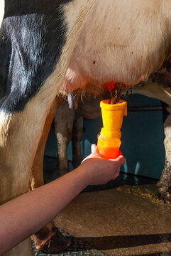 Traite des vaches, r&eacute;gles d'hygi&egrave;ne. D&eacute;sinfection des trayons avant la traite. Agricultrice effectuant un pr&eacute;-moussage des trayons avant la traite avec des produits &agrave; base d&rsquo;iode