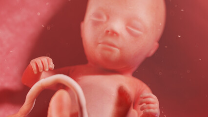 3d rendered illustration of a human fetus - week 14