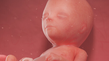 Fototapeta premium 3d rendered illustration of a human fetus - week 16