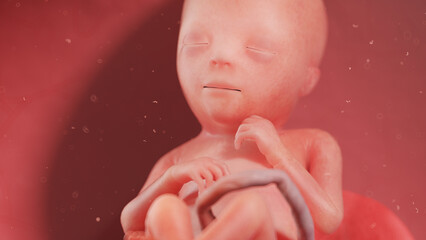 3d rendered illustration of a human fetus - week 18