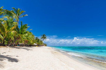 Coco palm trees in Paradise beach and tropical sea in Mauritius island.  - 487299345