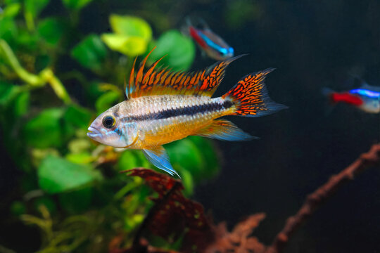 Apistogramma cacatuoides