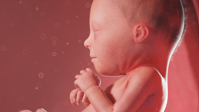 3d rendered illustration of a human fetus - week 23