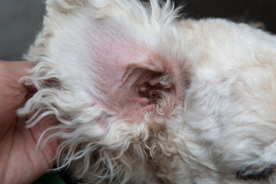 Curly fluffy white long hair small poodle with irritated redness skin or Part of pet body Interior of senior dog’s ear holding open for cleaning at a vet visit, healthcare and skin allergy concept