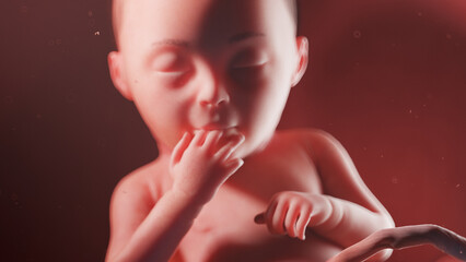 3d rendered illustration of a human fetus - week 28