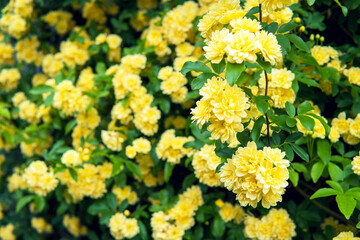 垂れ下がる黄モッコウバラをクローズアップ／Rosa banksiae 