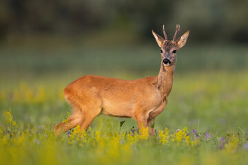 Naklejka na ściany i meble Roe deer, capreolus capreolus, observing on blooming meadow in summertime. Young buck standing on wildflowers in summer. Juvenile mammal looking on green field from side.
