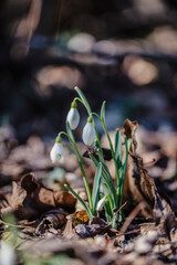wild white snowdrops growing from the forest ground