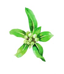 Fototapeta premium tropical plant branch with seeds and leaves