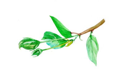 Hibiscus buds branch with leaves watercolor isolated on white background illustration.