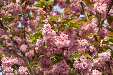 Fototapeta premium Spring tree flowering. Pink flowers. Slovakia