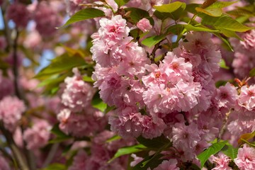 Spring tree flowering. Pink flowers. Slovakia