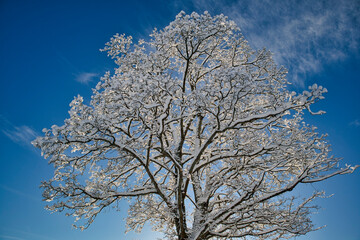 Snowy treetop against blue sky