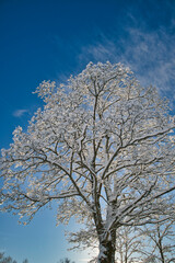 Snowy treetop against blue sky