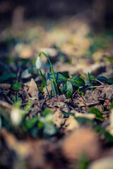 wild white snowdrops growing from the forest ground