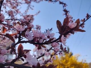 Spring tree flowering. Pink flowers. Slovakia
