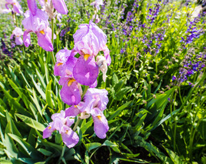 Schwertlilien in voller Blüte in einer 
Wiese