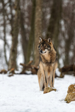 Gray wolf.  Photo of a gray wolf in the wild nature .