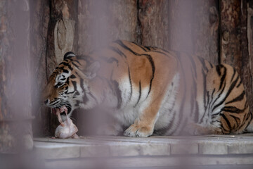 Tiger chews on the leg of a roe deer in a cage at the zoo