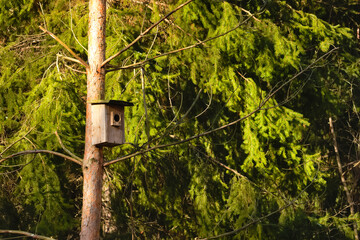 Nesting box for birds in the park.