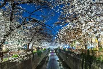 Fototapeta na wymiar 目黒川の夜桜