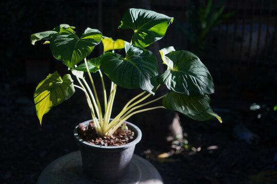 homalomena lindenii white stalk houseplant 