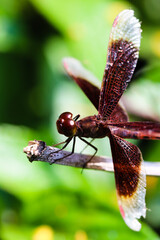 Red Dragonfly sitting on the grass, beautiful closeup of the detailed wings and body.