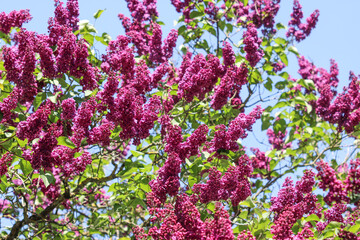 Fototapeta premium Redbuds pflanzen pink und Blumen , Flowering tree background