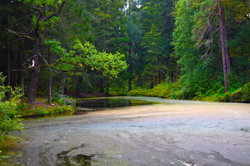 dense green forest and a pond in the forest thicket