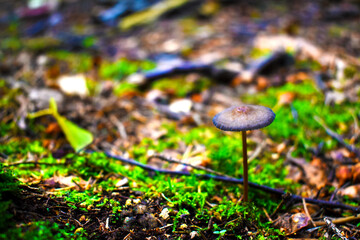 small mushroom in the forest close-up, green moss around
