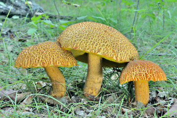 Edible mushrooms (Leccinium extremiorientale)