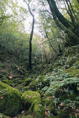 Landscape in Yakushima ,Japanese natural heritage.