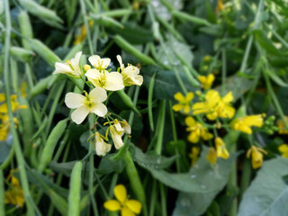 A musterd tree flower on fields, focus view, blur background.
