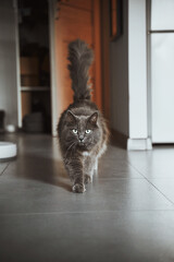 Fototapeta na wymiar Grey cat walks slowly towards the camera. Pet stands indoor. Isolated male kitty with green eyes looks into the camera.